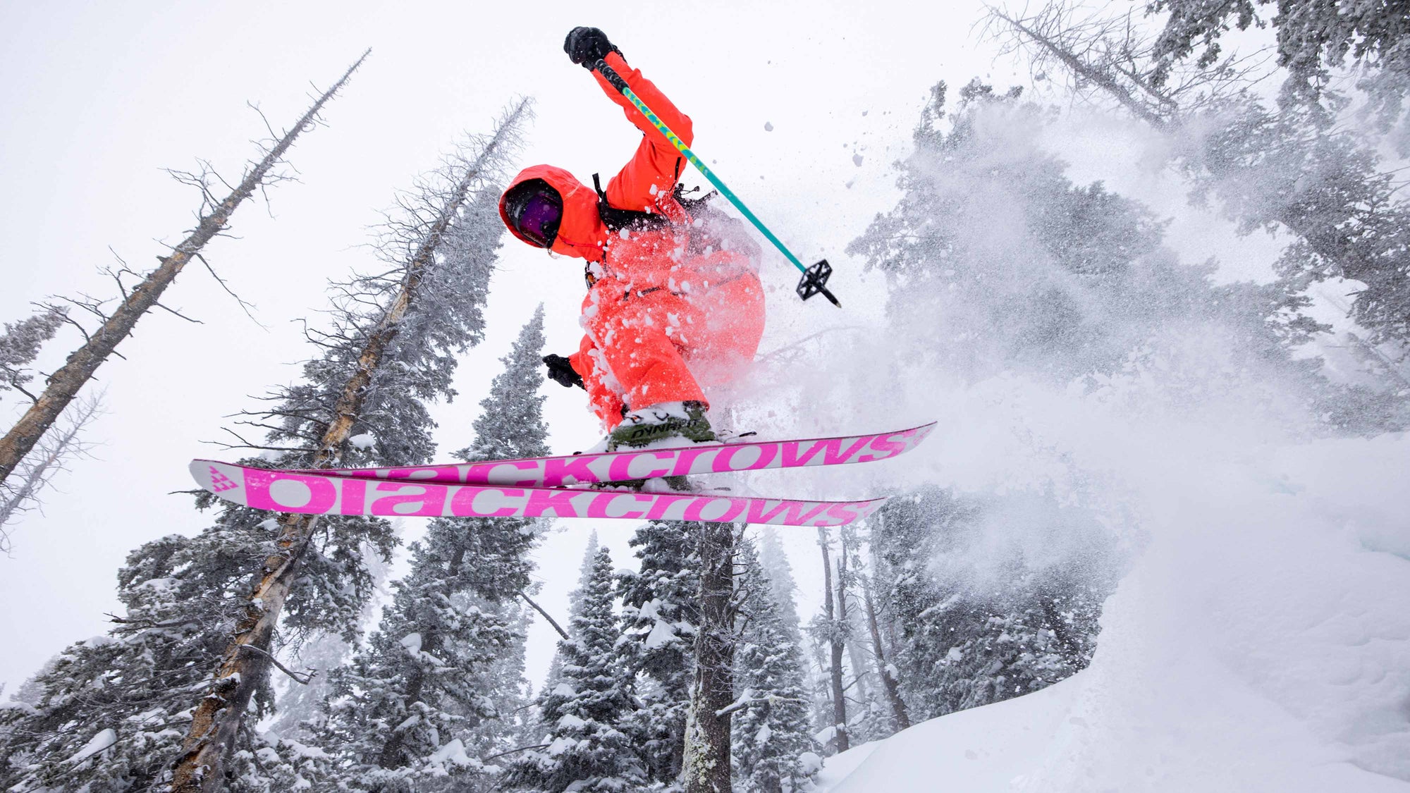 Anima Birdie – blackcrows